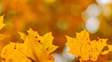 Maple leaves on a blurred background. Autumn golden maple leaves on branch. Copy space