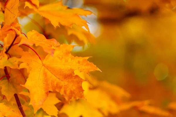 Осенние Листья Цветные Осенние Кленовые Листья Ветке Дерева Выборочный Фокус — стоковое фото