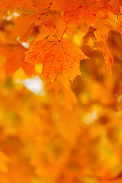Autumn Leaves Colorful Autumn Maple Leaves Tree Branch Selective Focus — 图库照片