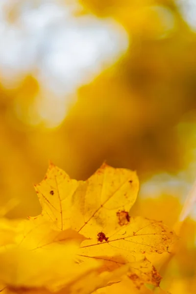 Maple Leaves Blurred Background Autumn Golden Maple Leaves Branch Copy — Zdjęcie stockowe