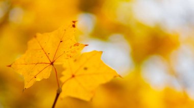 Autumn maple leaves. Maple branch with autumnal leaves. Copy space