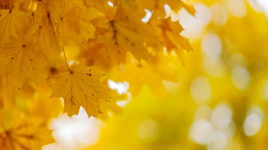 Autumn maple leaves. Maple branch with autumnal leaves. Copy space