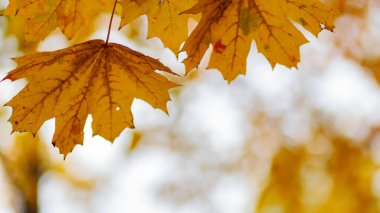 Autumn maple leaves. Maple branch with autumnal leaves. Copy space