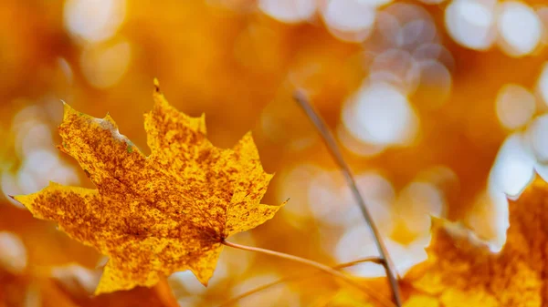 Maple Leaves Autumn Season Orange Maple Leaves Blurred Background — Foto de Stock