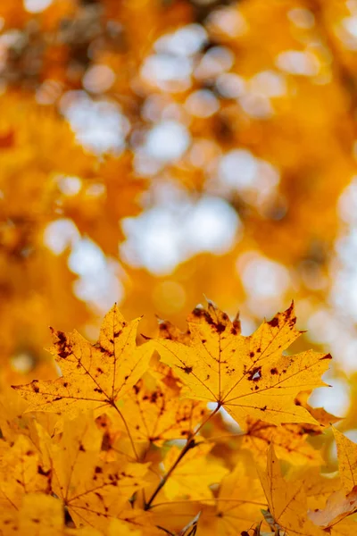 Maple Leaves Autumn Season Orange Maple Leaves Blurred Background — Stockfoto