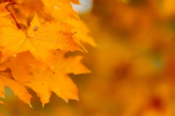 Maple Leaves Autumn Season Orange Maple Leaves Blurred Background — Foto de Stock