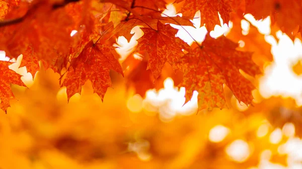 Red Orange Maple Leaves Autumn Background Bright Colorful Leaves Copy — 图库照片