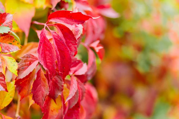 Colorful Background Fallen Autumn Leaves Bright Red Leaves Wild Grapes — 图库照片