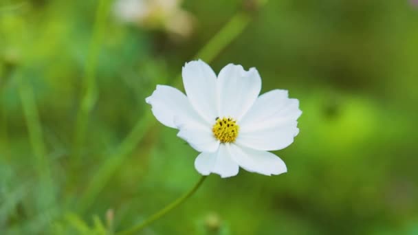 Beautiful White Cosmos Flowers Blooming Field White Cosmos Bipinnatus Flowers — Wideo stockowe