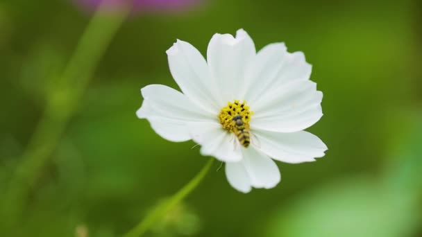 Поле Цветут Белые Казаки Белый Cosmos Bipinnatus Цветы Качающиеся Ветру — стоковое видео