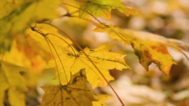 Yellow maple leaves close-up. Yellow autumn leaves on a blurred background. Autumn concept