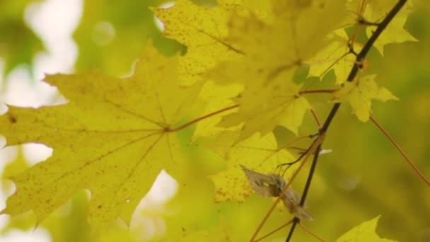 Κίτρινα Φύλλα Σφενδάμου Κοντά Κίτρινα Φθινοπωρινά Φύλλα Θολό Φόντο Φθινοπωρινή — Αρχείο Βίντεο