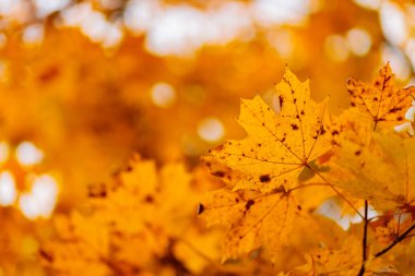 Sarı akçaağaç yaprakları dallarda. Akçaağaç yaprakları ile sonbahar doğa arka planı. Boşluğu kopyala