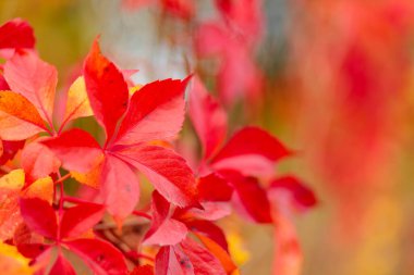 Red autumn leaves of Parthenoc ssus quinquefolia (Virginia creeper). Red ivy leaves in autumn. Copy space
