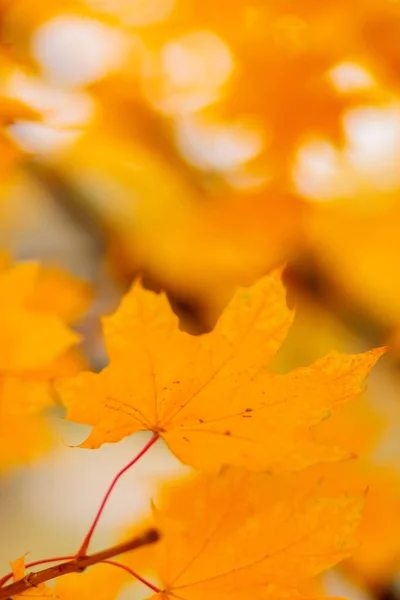 Yellow maple leaves on the branches. Autumn nature background with maple tree leaves. Copy space