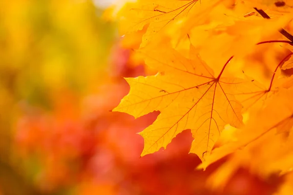 Yellow maple leaves on fall colored background. Tree branch with orange maple leaves on a blurred background