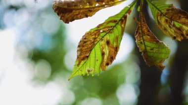 Bulanık bir arka planda solmuş kestane yaprakları. Bokeh arka planında sallanan sonbahar yaprakları. Solan doğa kavramı