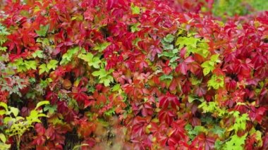 Doğanın sonbahar renkleri. Vahşi üzümlerin kırmızı yaprakları. Parthenocissus quinquefolia 'nın (Virginia sürüngeni) çok renkli yaprakları. Sonbahar konsepti