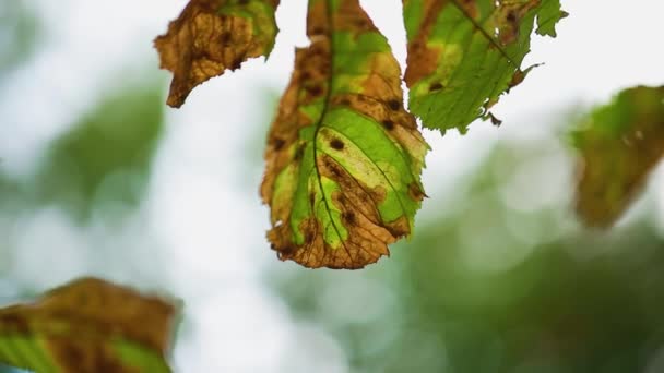 Withering Chestnut Leaves Blurred Background Swaying Autumn Leaves Bokeh Background — Vídeo de stock