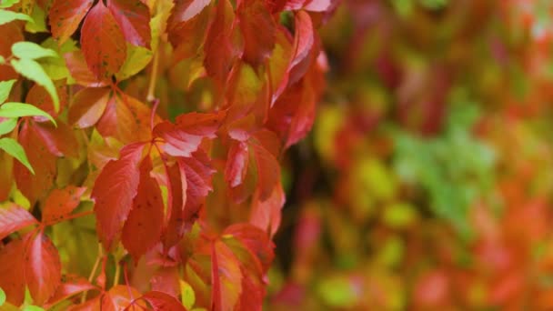 Autumn Colors Nature Red Leaves Wild Grapes Multicolored Leaves Parthenocissus — Αρχείο Βίντεο