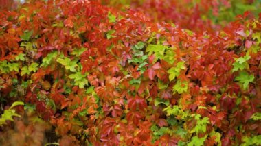 Doğanın sonbahar renkleri. Vahşi üzümlerin kırmızı yaprakları. Parthenocissus quinquefolia 'nın (Virginia sürüngeni) çok renkli yaprakları. Sonbahar konsepti