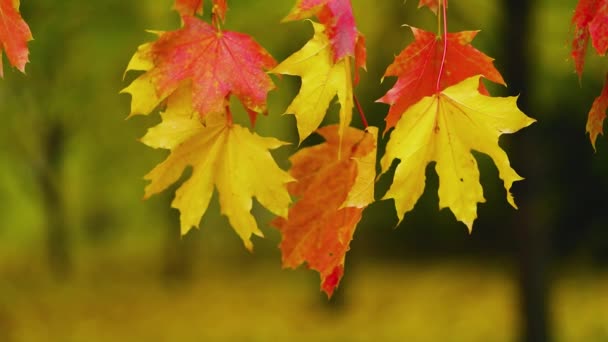 Colorful Maple Leaves Swaying Wind Red Yellow Autumn Leaves Bokeh — Stock video