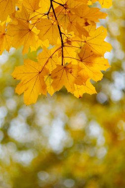 Yellow maple leaves on a blurred background. Autumn season. Copy space