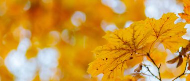 Autumn maple leaves. Maple branch with autumnal leaves. Copy space