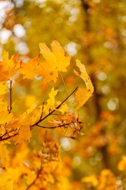Autumn maple leaves. Maple branch with autumnal leaves. Copy space