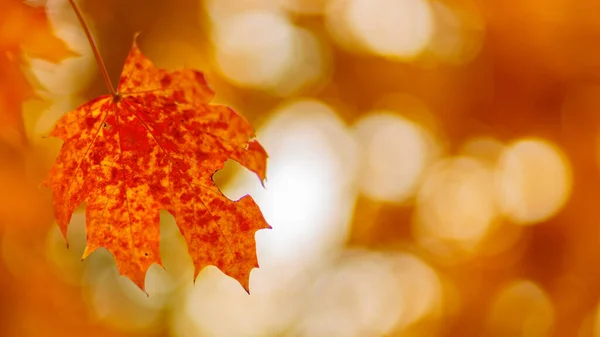 Red Orange Maple Leaves Autumn Background Bright Colorful Leaves Copy — Fotografia de Stock