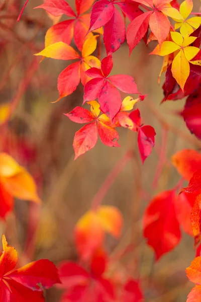 Colorful Background Fallen Autumn Leaves Bright Red Leaves Wild Grapes — Photo