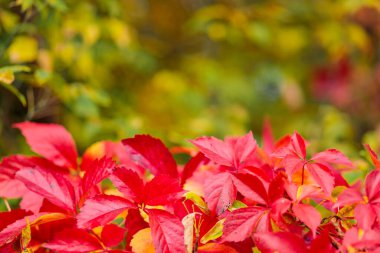 Red autumn leaves of Parthenoc ssus quinquefolia (Virginia creeper). Red ivy leaves in autumn. Copy space