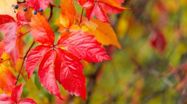 Red autumn leaves of Parthenoc ssus quinquefolia (Virginia creeper). Red ivy leaves in autumn. Copy space