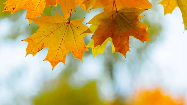 Yellow Leaves Branch Bokeh Effect Autumn Background Yellow Maple Leaves — Photo