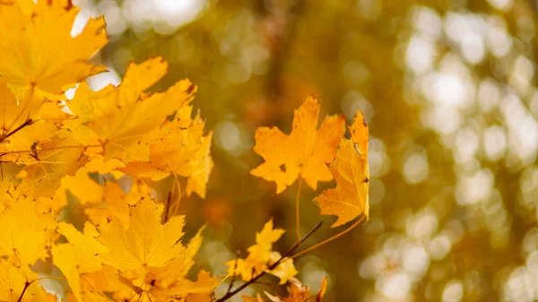 Желтые Листья Ветке Эффектом Боке Осенний Фон Желтыми Кленовыми Листьями — стоковое фото