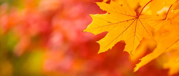 Yellow Maple Leaves Fall Colored Background Tree Branch Orange Maple — Foto de Stock