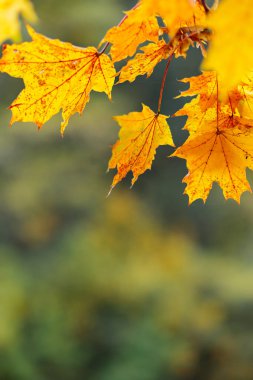 Yellow leaves in autumn park on blurred background. Golden autumn time