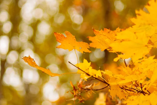 Yellow Leaves Autumn Park Blurred Background Golden Autumn Time — Stockfoto