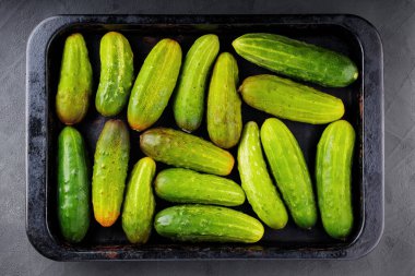 Karanlık bir arka planda yeni toplanmış salatalıklar. Turşu turşusu için bir sürü büyük salatalık. Konserve için taze sebzeler. Üst görünüm