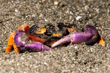 Geceleyin Puerto Jimenez, Osa yarımadası, Kosta Rika yakınlarındaki sahilde Gecarcinus Quadratus Cadılar Bayramı yengeci. Yüksek kalite fotoğraf