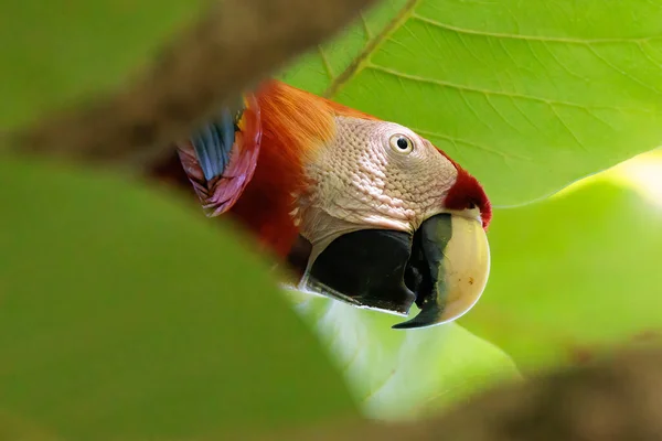 Colored Scarlet Macaw Ara Macao Perching Branch Puerto Jimenez Osa — Stock Photo, Image