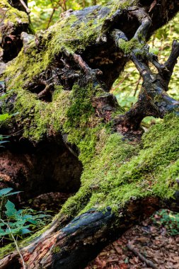 Alman sınırına yakın küçük İsviçre Mullerthal bölgesi Lüksemburg 'un içine girin. Yüksek kalite fotoğraf