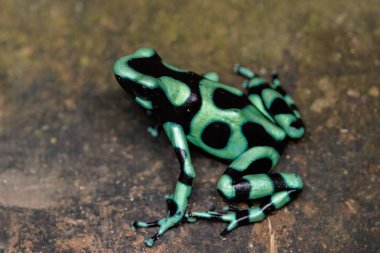 Yeşil ve siyah zehirli ok kurbağası Dendrobates Auratus 'u Horquetas, Heredia, Sarapiqui, Kosta Rika' nın kahverengi yapraklarıyla düşürür. Yüksek kalite fotoğraf