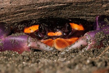 Geceleyin Puerto Jimenez, Osa yarımadası, Kosta Rika yakınlarındaki sahilde Gecarcinus Quadratus Cadılar Bayramı yengeci. Yüksek kalite fotoğraf