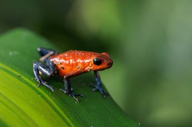Blue-Jeans kurbağa diğer adıyla çilek kurbağası Oophaga pumilio - Dendrobates pumilio tüneyerek Horquetas, Heredia, Sarapiqui, Kosta Rika 'da yeşil bir yaprak üzerinde. Yüksek kalite fotoğraf