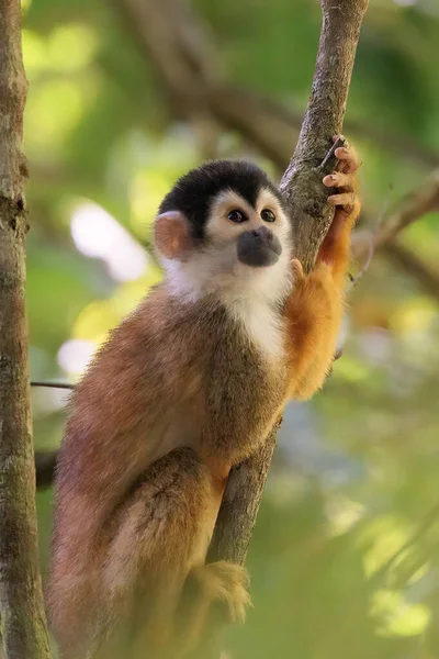 Közép Amerikai Mókusmajom Saimiri Oerstedii Egy Ágon Üldögél Corcovado Nemzeti — Stock Fotó