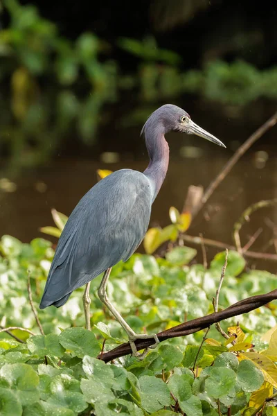 Kleiner Blaureiher Thront Auf Einem Zweig Tortuguero Costa Rica Hochwertiges — Stockfoto