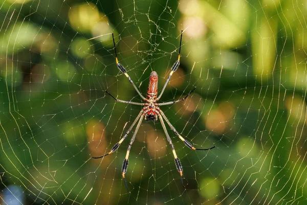 在哥斯达黎加的托尔图格洛田野 金丝蜘蛛站在它的网上 高质量的照片 — 图库照片