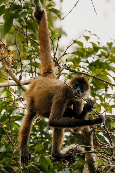 Zwarte Spin Aap Opknoping Aan Zijn Staart Corcovado Nationaal Park — Stockfoto