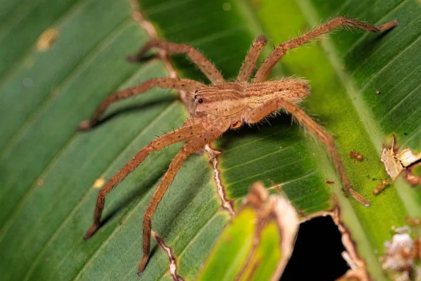 Amerikanische Baumschulspinnenweibchen Stehen Tortuguero Costa Rica Hochwertiges Foto Stockbild